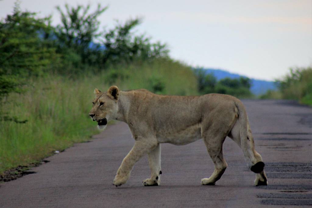 A lioness walking across a road in the bush.