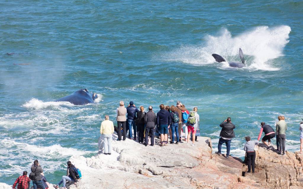 People standing on a cliff watching whales splash in the ocean.