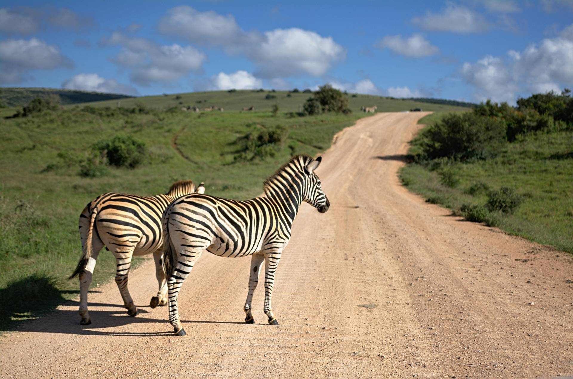 Zebras on a dirt road