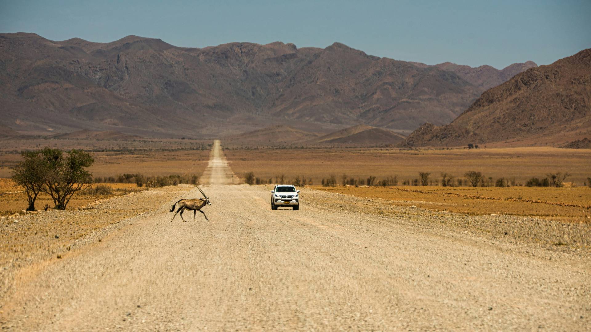 Oryx crossing a dirt road in Namibia with a white 4x4 approaching