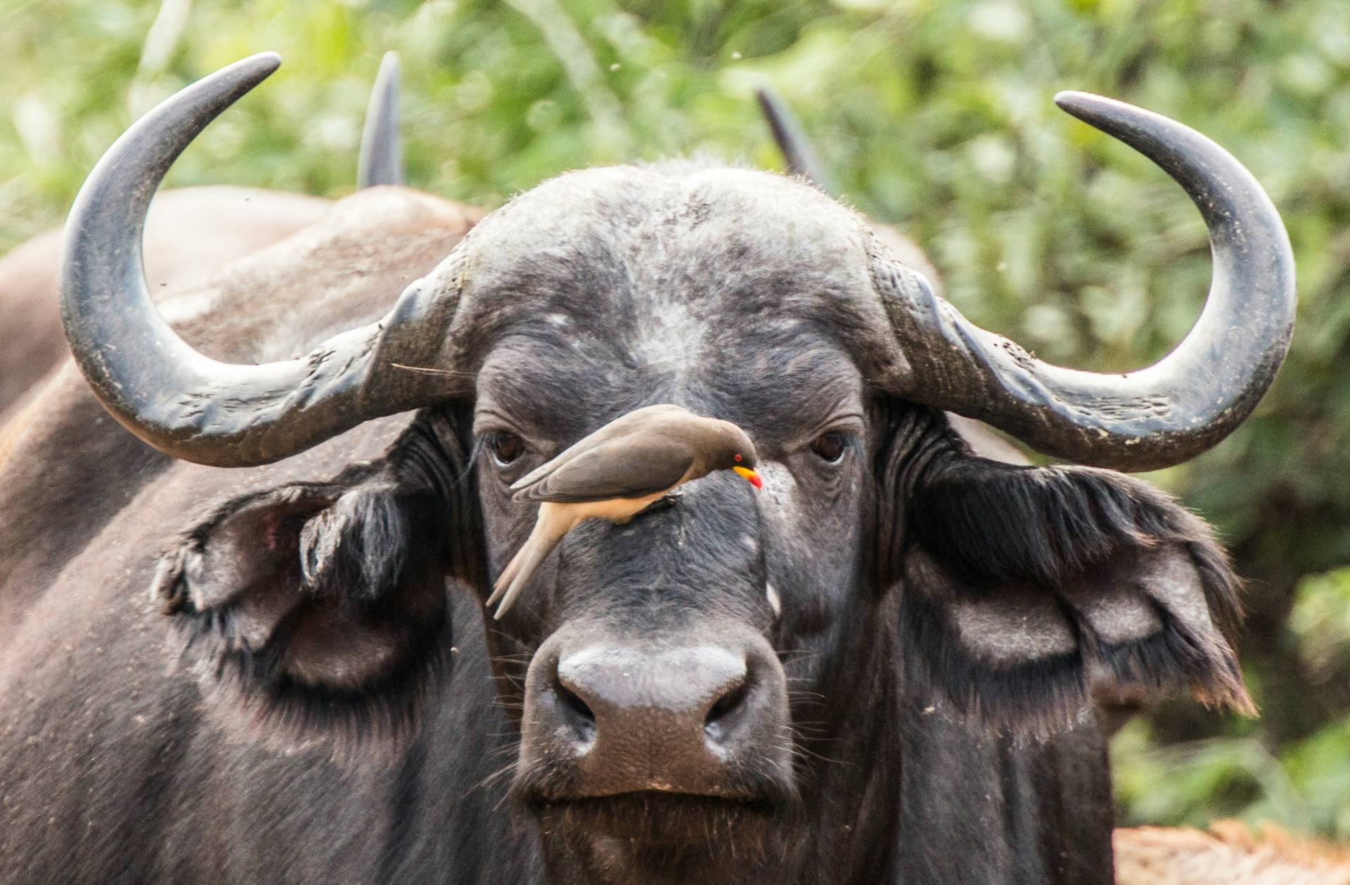Cape buffalo with an oxpecker on its nose