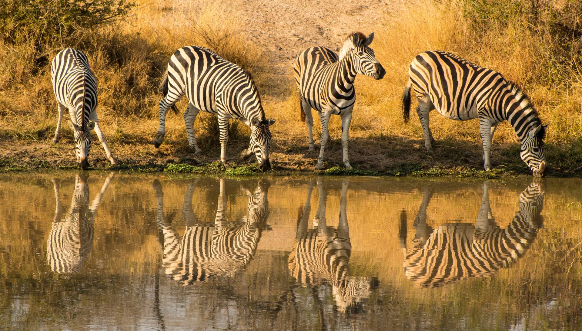 Zebras drinking at a watering hole in Kruger