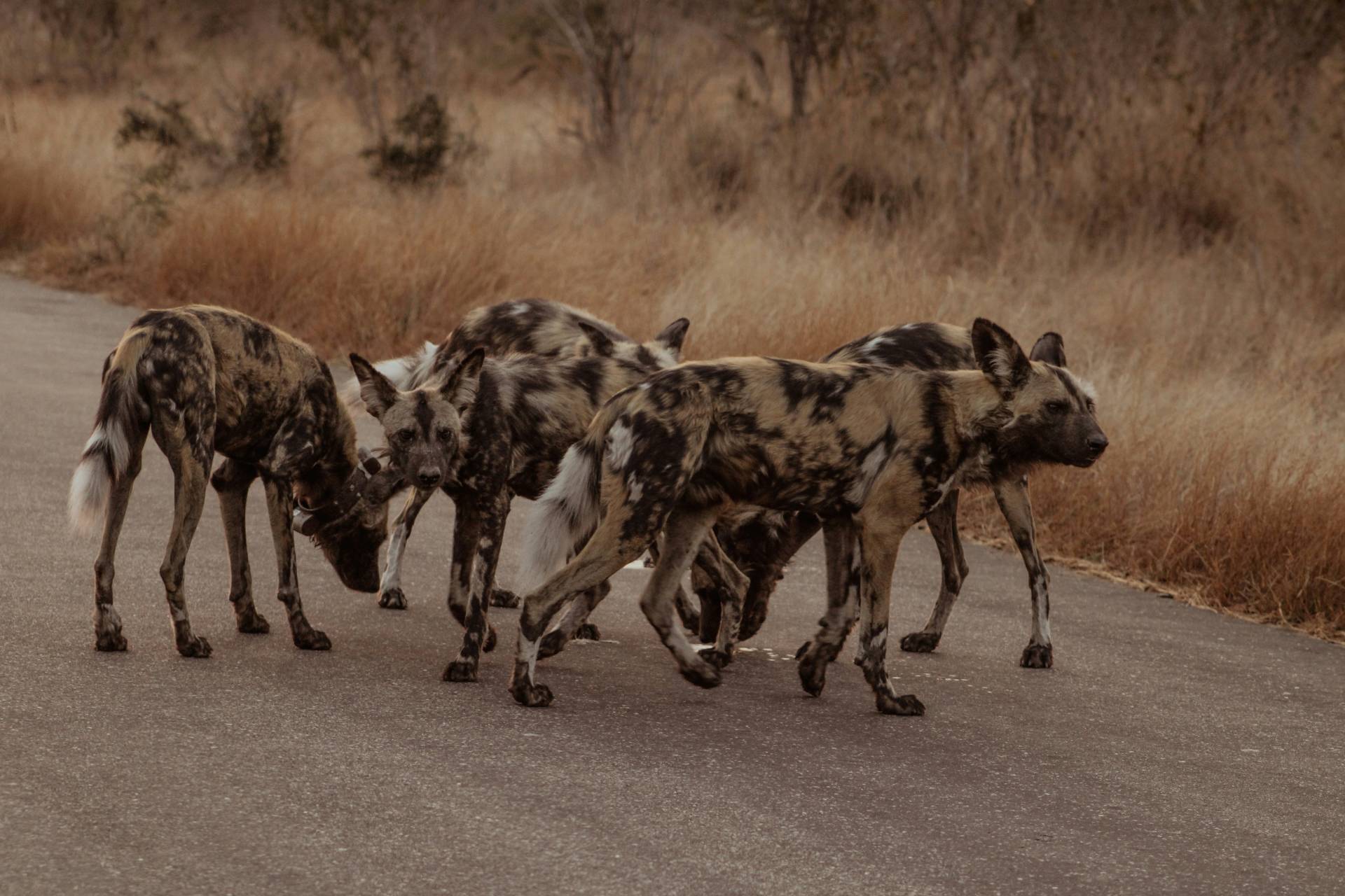 Pack of wild dogs in the Kruger National Park