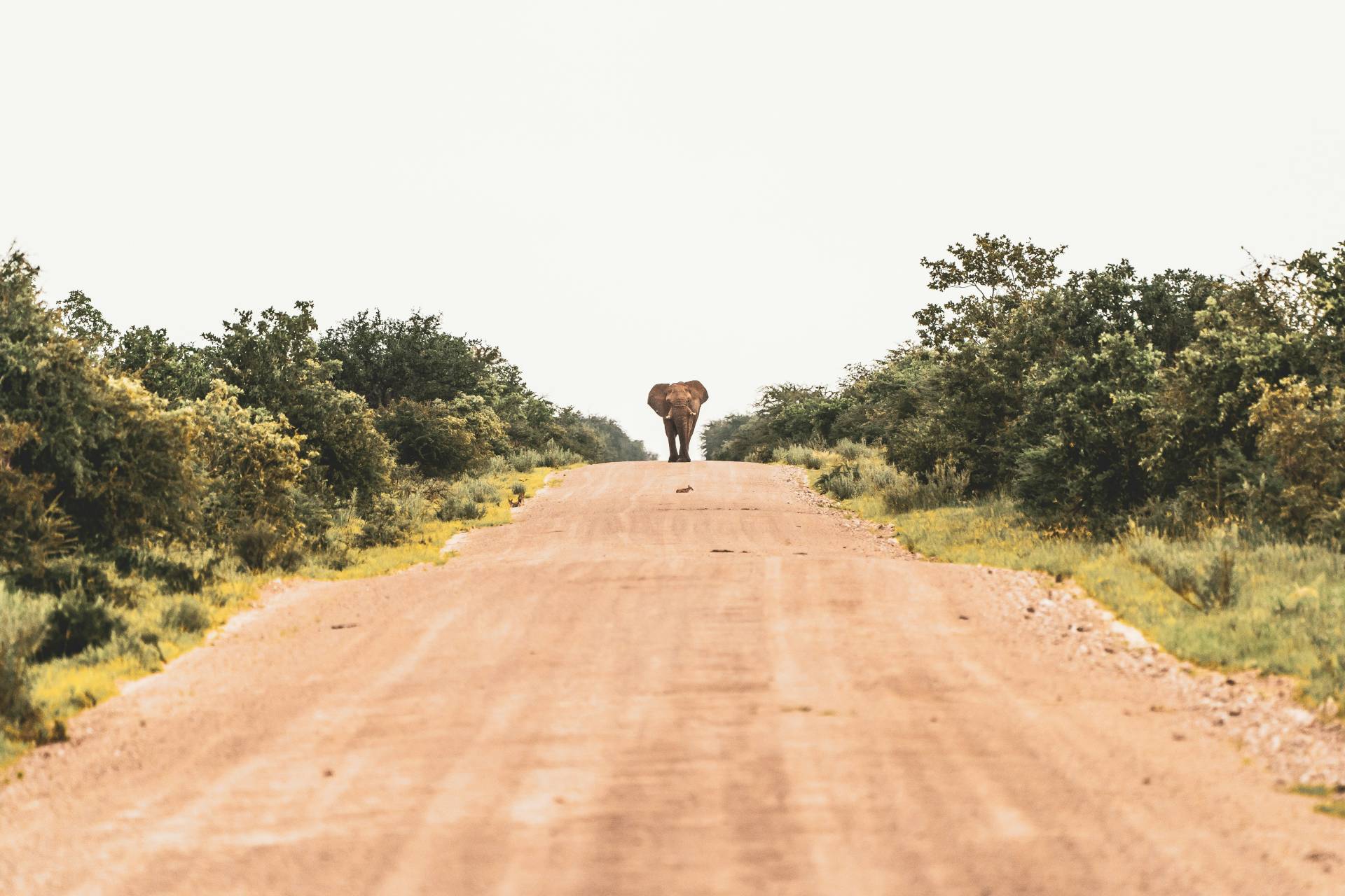 Elephant at the end of a dirt road walking towards you. His intentions are unclear, yet sinister...