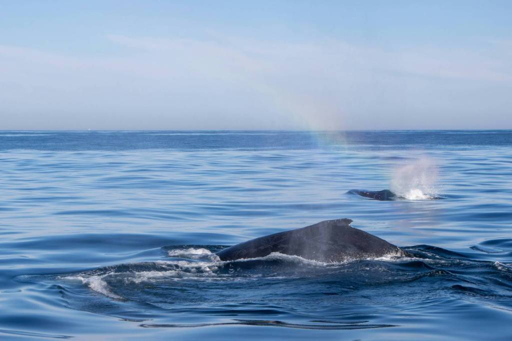 A whale surfacing and blowing water through its blowhole in the deep blue ocean.