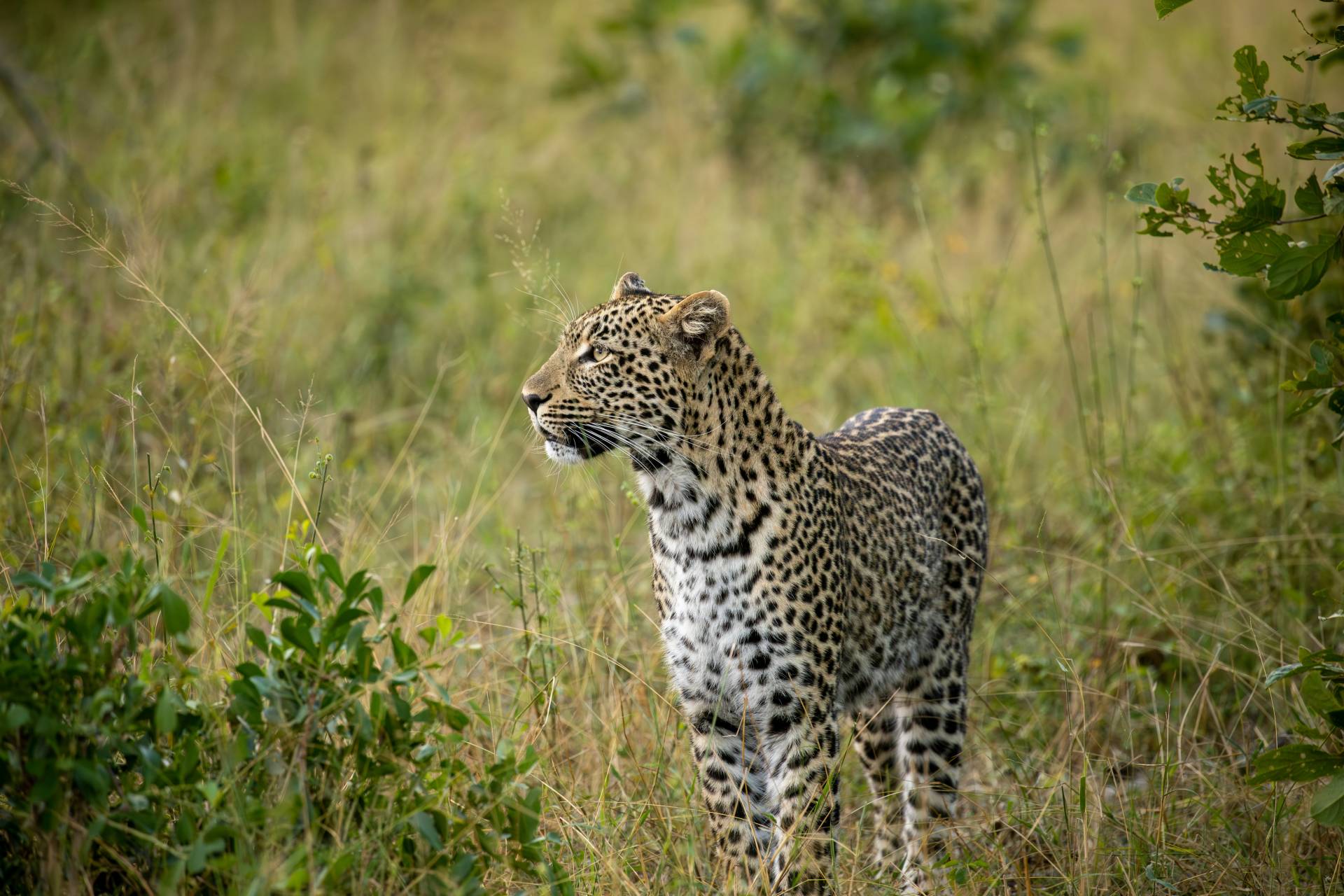 A leopard in the bush in Kruger