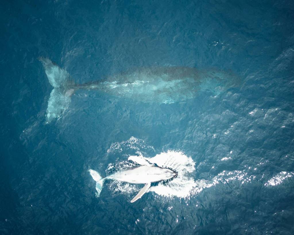 A humpback whale swimming closely alongside a smaller calf in the deep blue ocean.