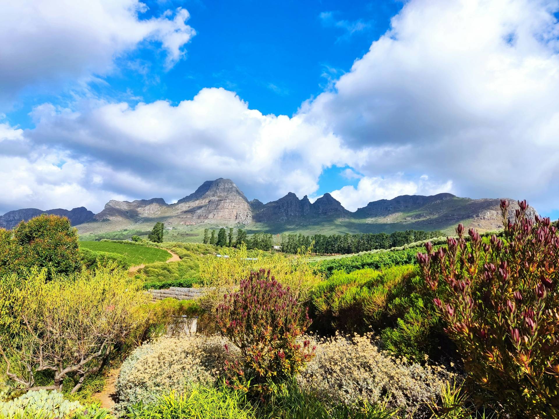 view of mountains and vineyards in the Cape Winelands