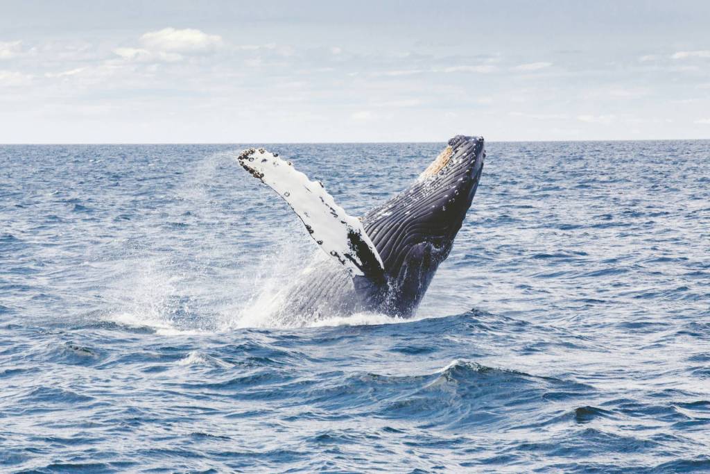 A whale breaching out of the water.