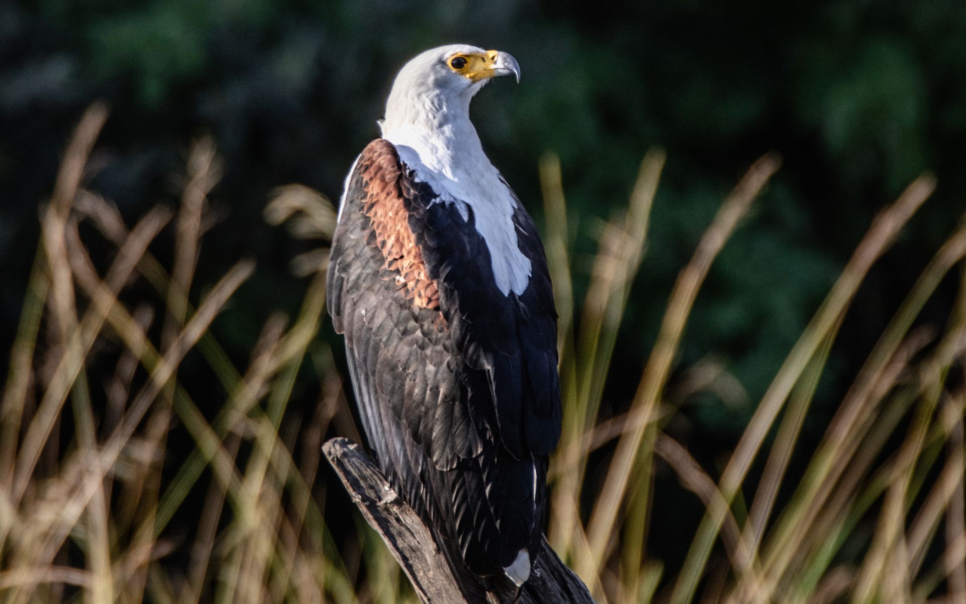 African fish eagle in Marakele National Park.