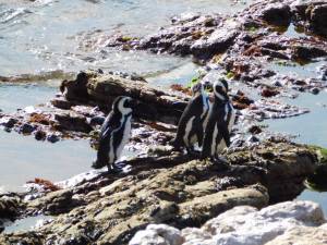 Trio of penguins from Stony Point