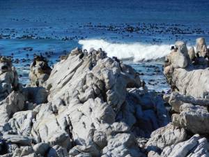 View of sea birds at Stony Point