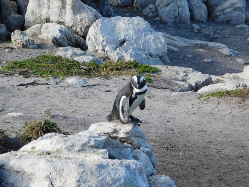 Penguin at Stony Point penguin colony
