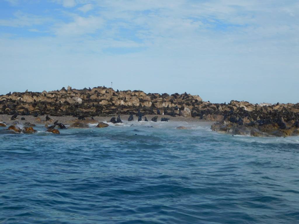 Seals on an island in Gansbaai