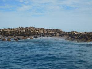 Seals on an island in Gansbaai