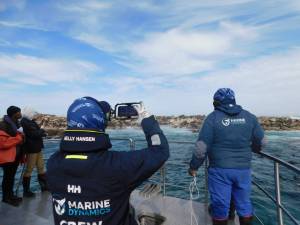 Crew of the Dream Catcher attempting to rescue a seal in Gansbaai | Photo: Thaakiera Ackerdien