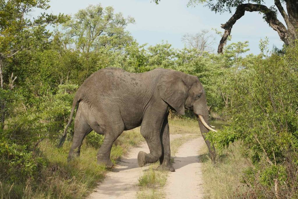 elephant crosses the road in South Africa
