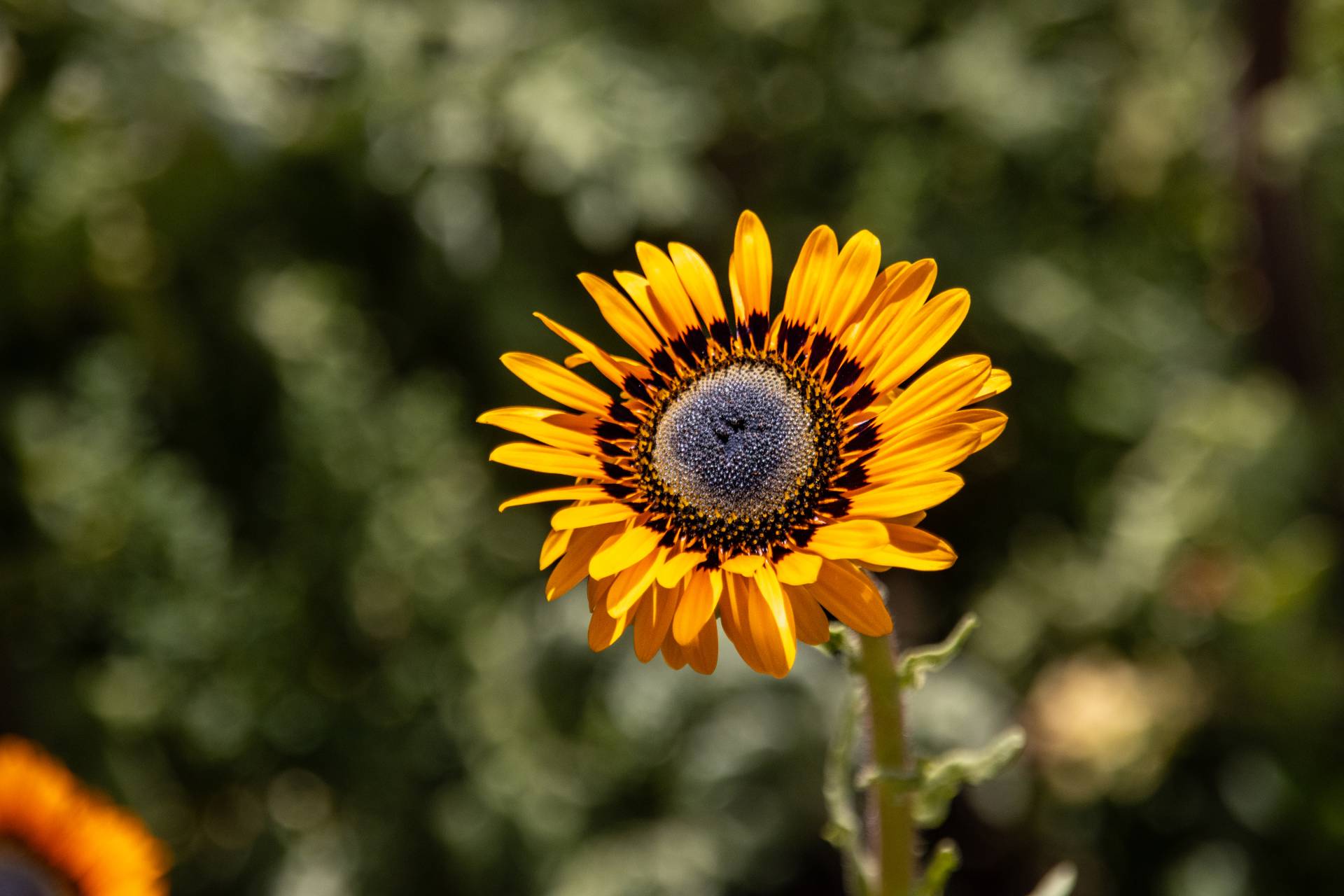 A wildflower in bloom in Langebaan