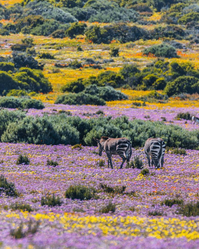 Zebras in the Postberg section of West Coast National Park