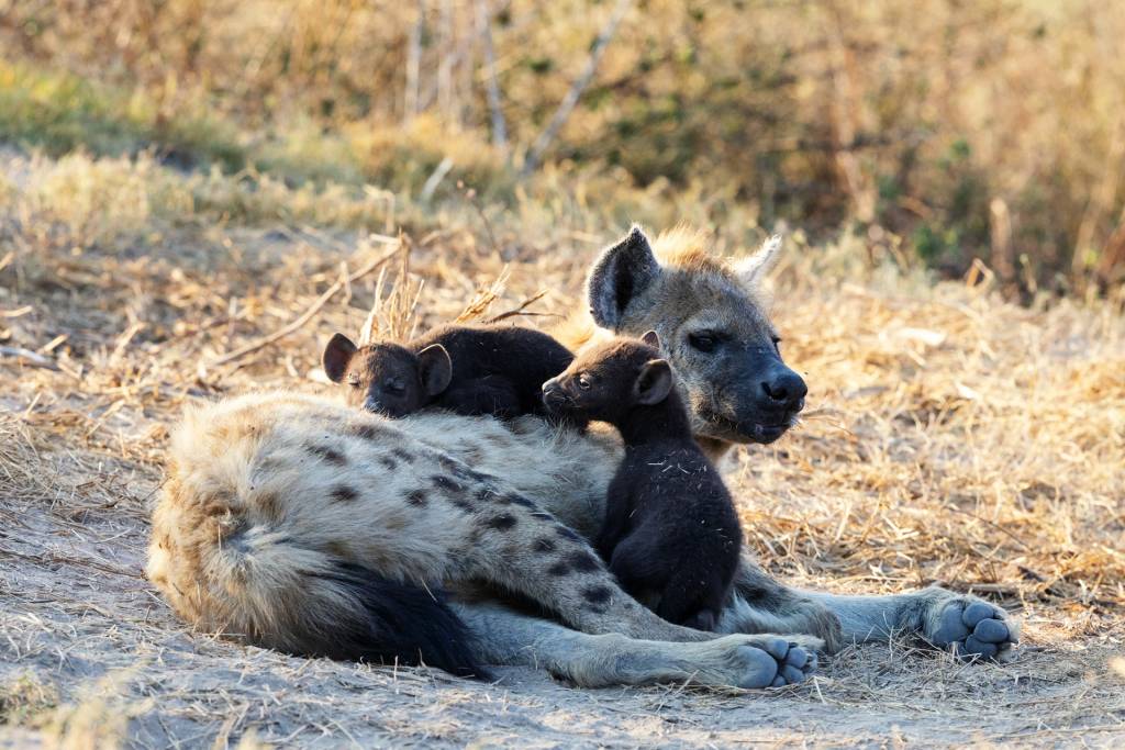 Hyena puppy family in Lower Zambezi | Photo credits: Steve Conradie