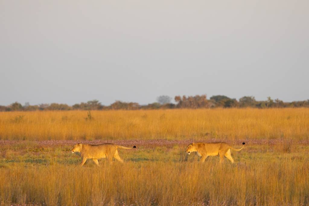 Lions in Liuwa Plains Photo credits Steve Conradie