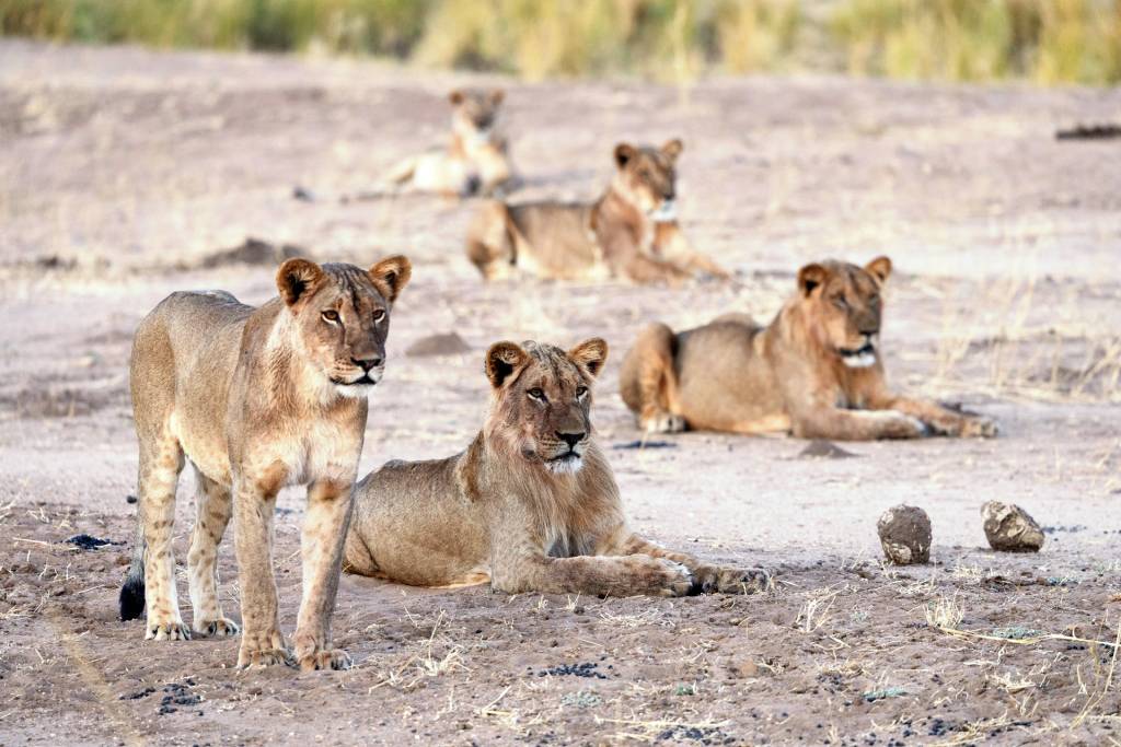 Lion Family in Lower Zambezi | Photo credits: Steve Conradie