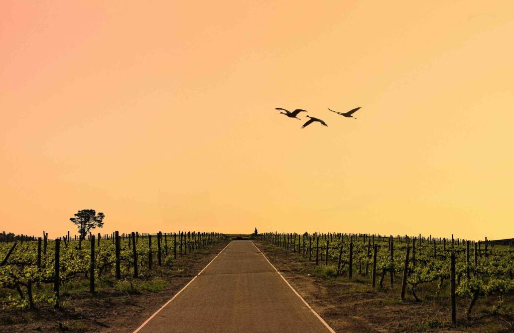 A wine farm in the Cape Winelands at sunset with vines.