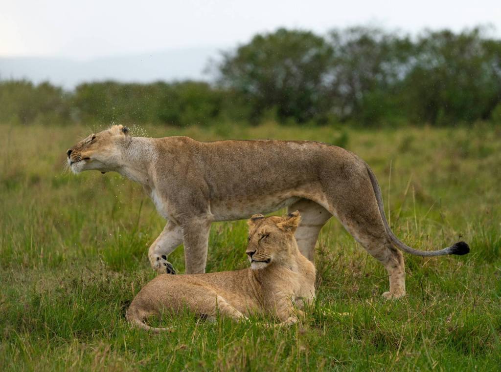 A pair lionesses lying in lush green grass