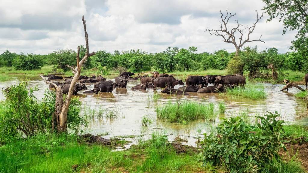 A herd of buffalo in a river