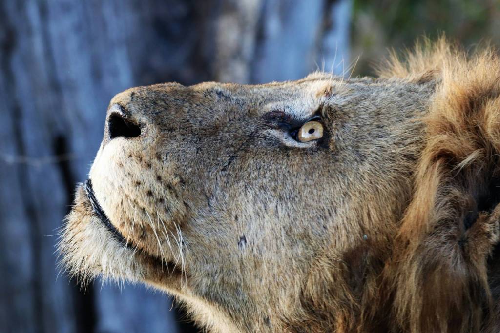 Close up side view of a lion's face