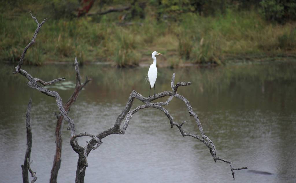 A white bird sitting on top of a tree branch overlooking a river