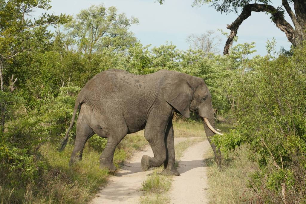 An elephant crossing a dirt road through the thick vegetation in Kruger National Park