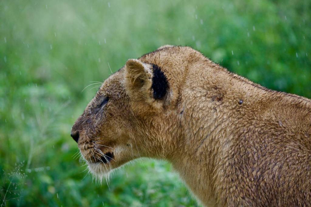 A lioness with her eyes closed enjoying the rain in Kruger National Park