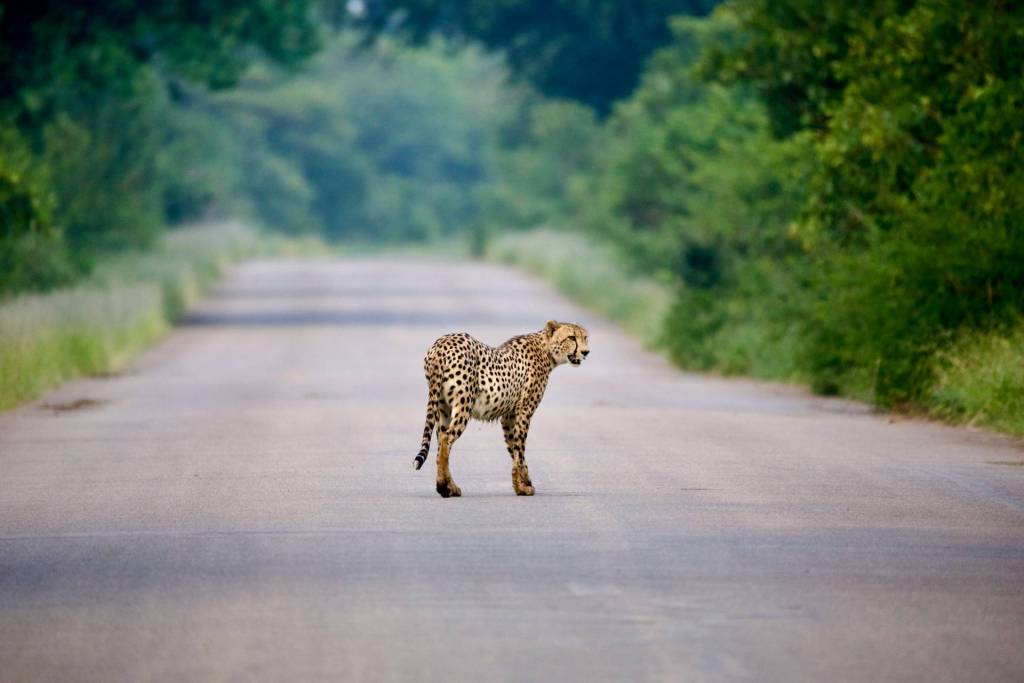 Cheetah in the middle of a road in the Kruger National Park