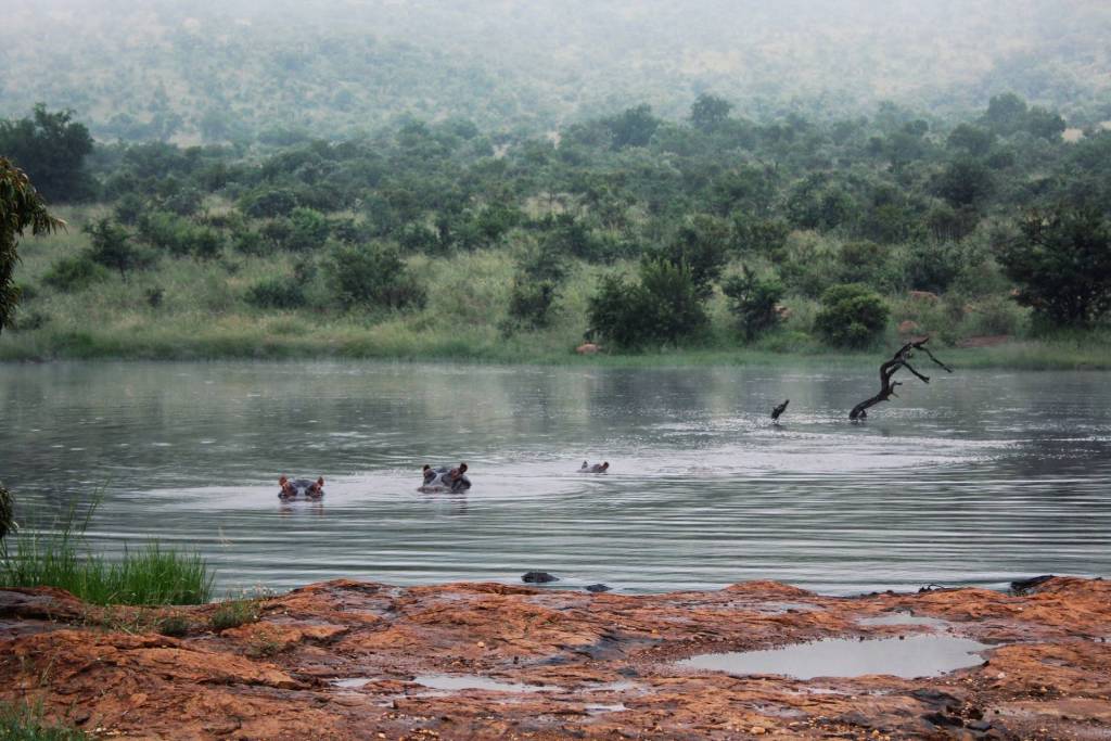 Hippos relaxing in a body of water in Kruger National Park