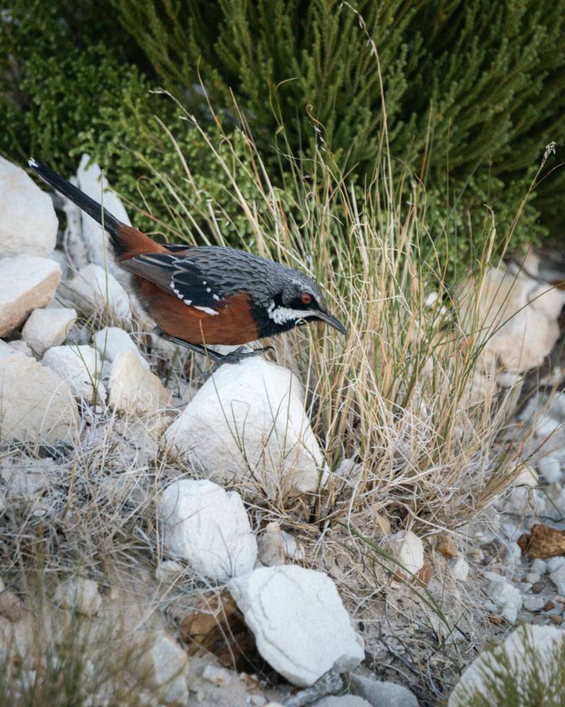 A Cape rockjumper sitting on a small rock.