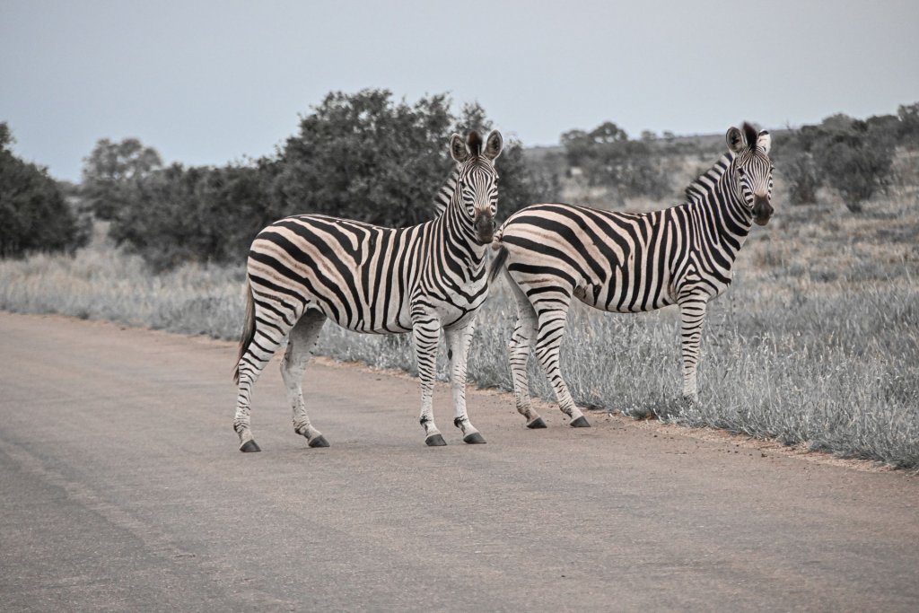 Zebras crossing a tarred road in Kruger National Park.