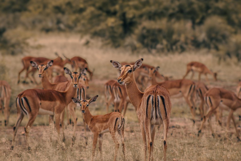 A herd of impalas grazing in Kruger National Park.
