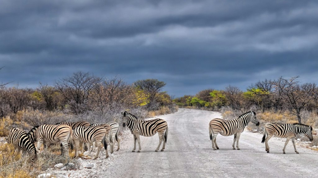 Zebras on a gravel road in Etosha National Park in Namibia.