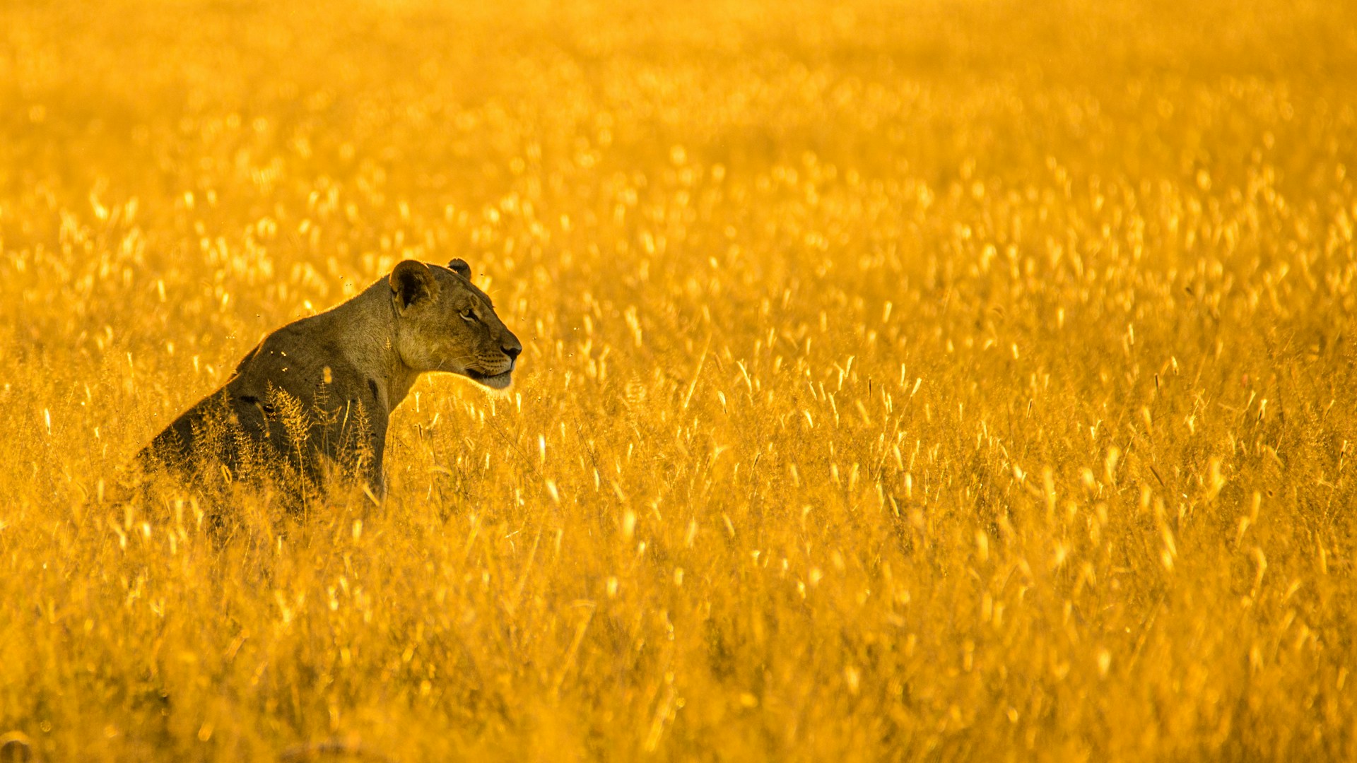 A lioness sitting in the tall grass.