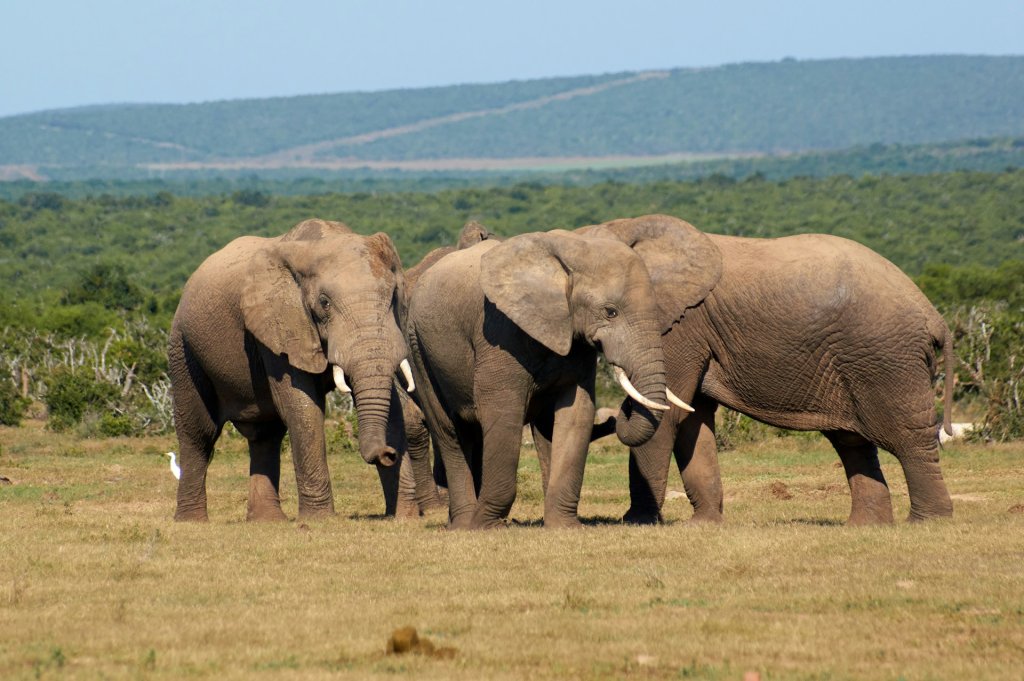 Three elephants roaming the grasslands of Addo Elephant National Park, South Africa.