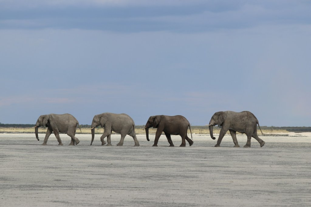 Four elephants roaming across the white sand in Nxai Pan, Botswana.