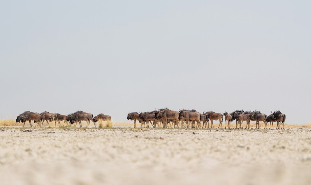 A herd of wildebeest roaming Makgadikgadi Salt Pan, Botswana.