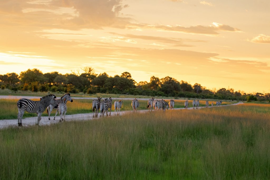 A herd of zebras trotting along a sandy path at sunset in Botswana.