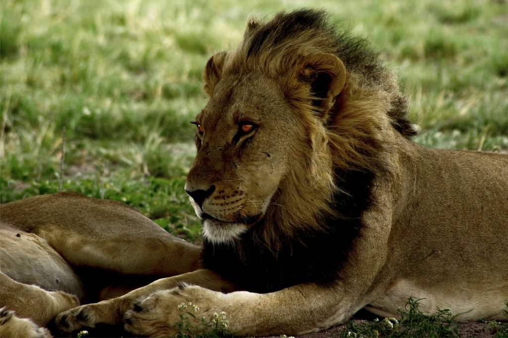 A pair of lions resting on a patch of grass in the Kalahari, Botswana.