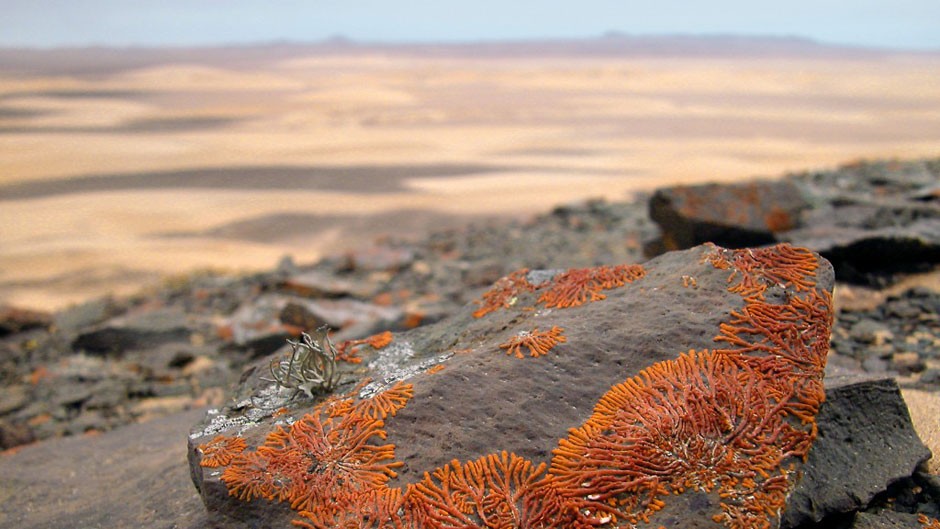 Lichen are protected throughout Namibia