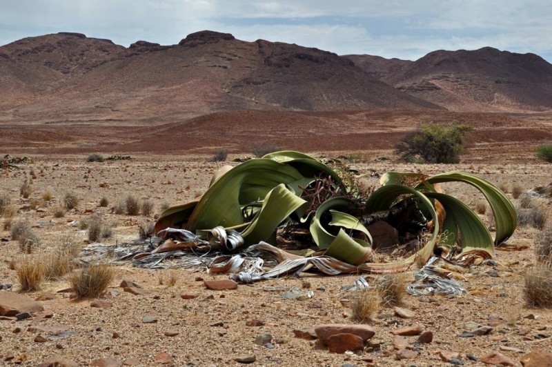 The strange welwitschia plants can be found at Messum Crater in Damaraland