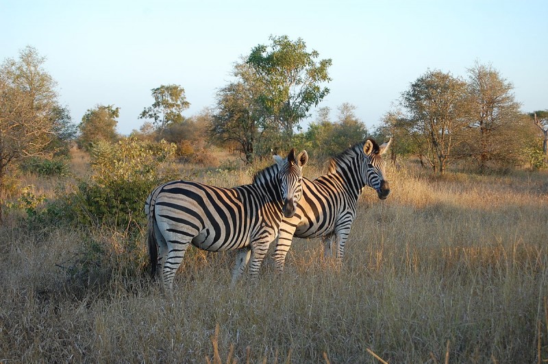 Dry vegetation in the Kruger