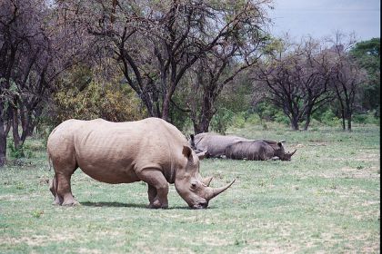 Big 5 Safari in Zimbabwe