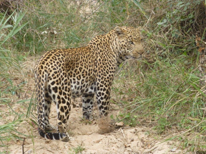 Tracking leopards on a self-drive safari 